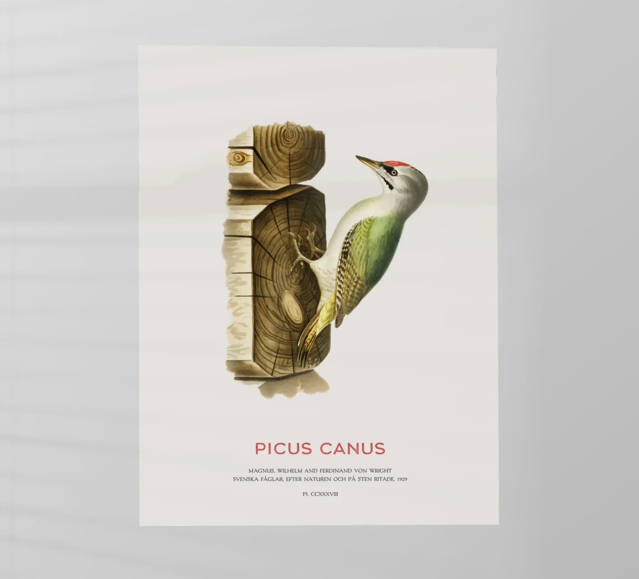 Pico cano o Picus canus lámina retroiluminada de Vintagrafica