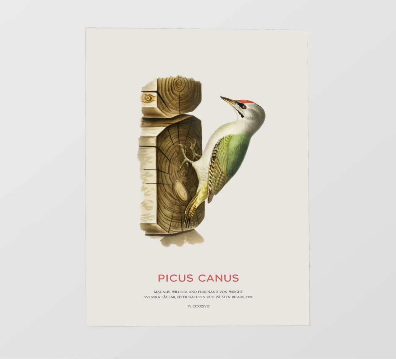 Picchio cenerino o Picus canus telo in pvc da Vintagrafica