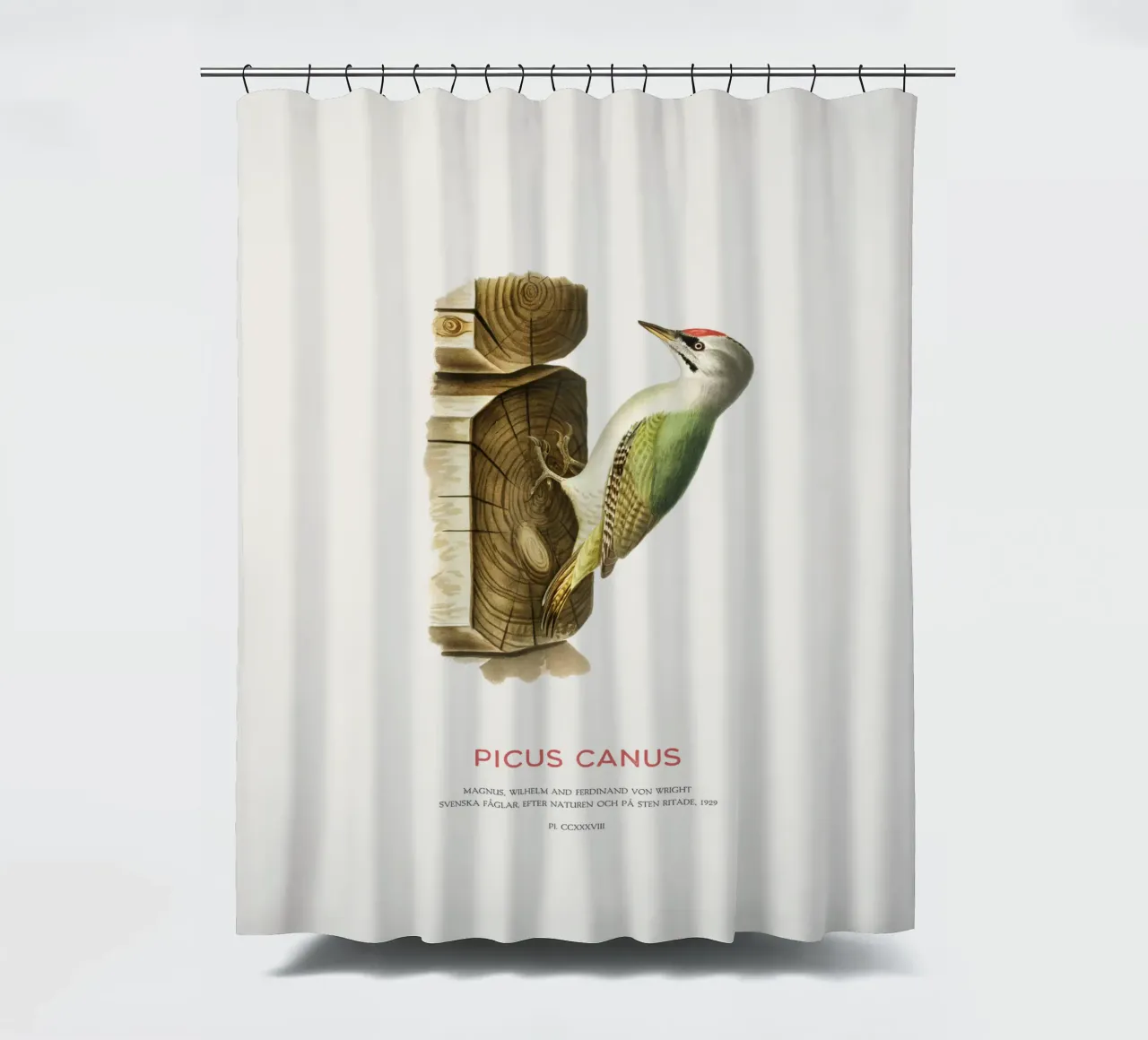 Graukopfspecht oder Picus canus Duschvorhang von Vintagrafica