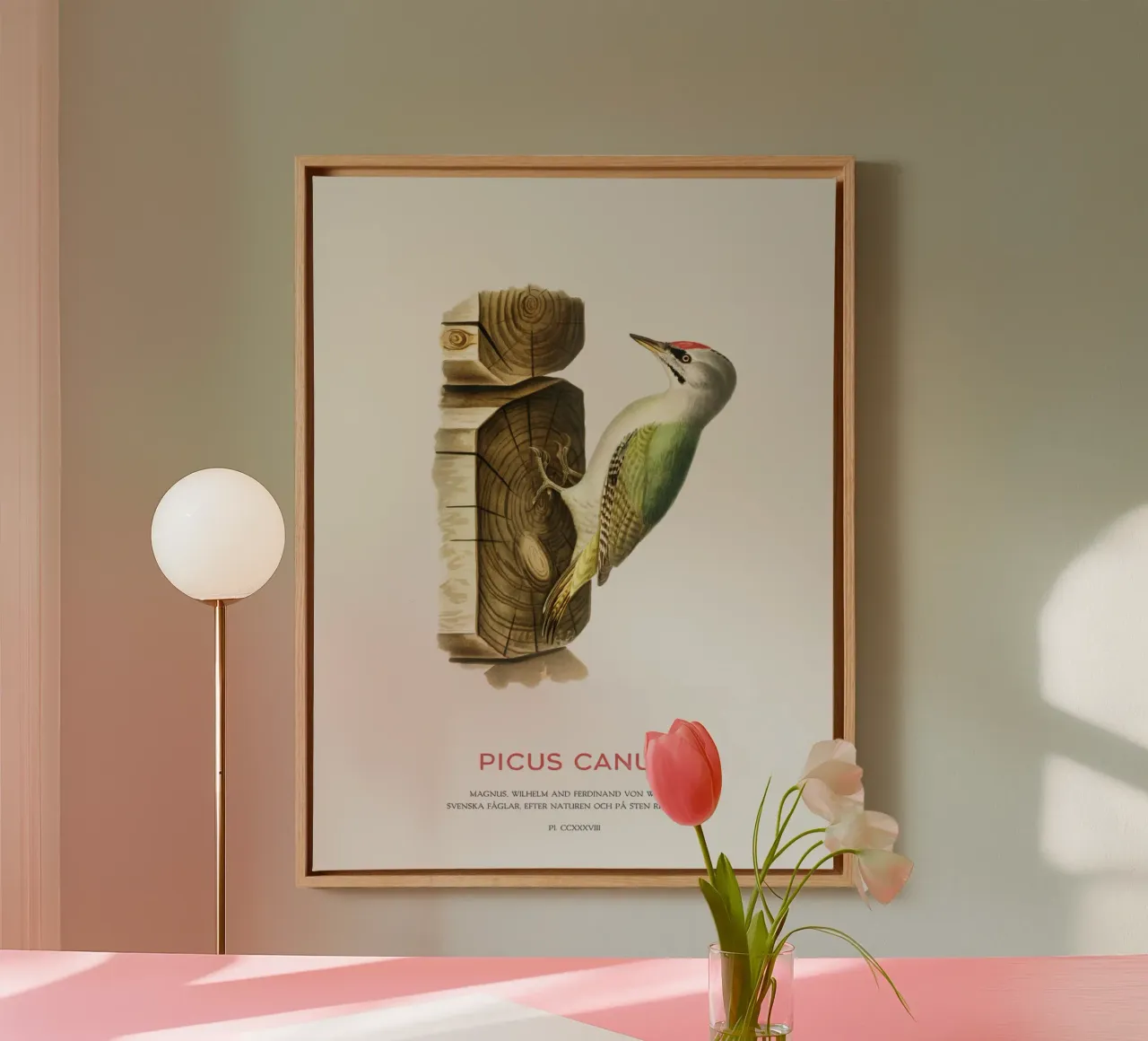 Pico cano o Picus canus lienzo de Vintagrafica