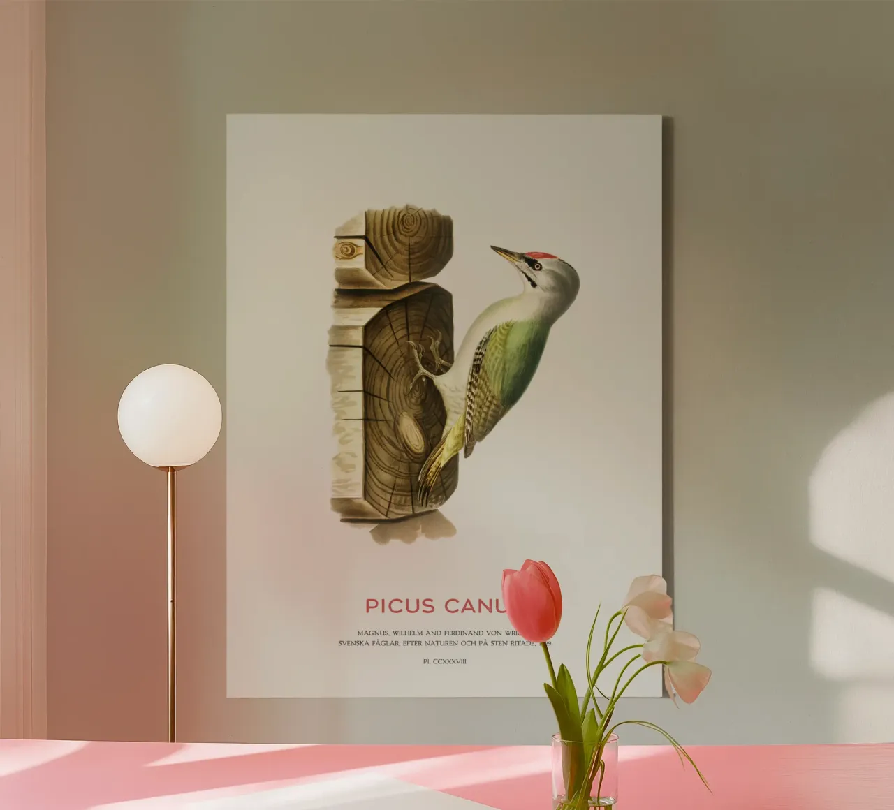 Pico cano o Picus canus lienzo de Vintagrafica