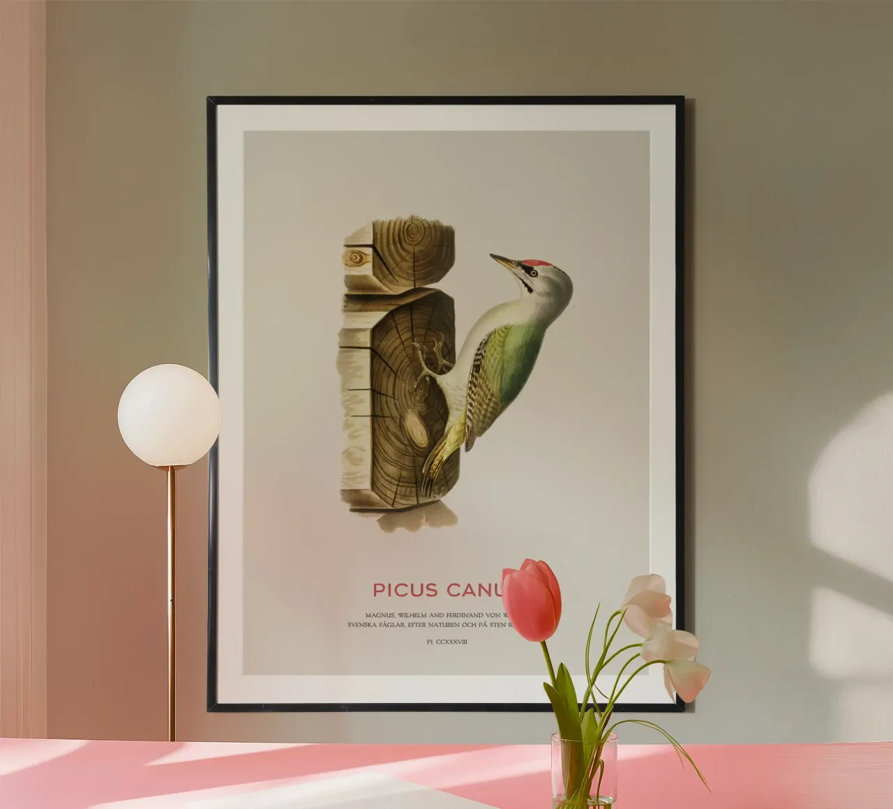 Pico cano o Picus canus hahnemühle de Vintagrafica