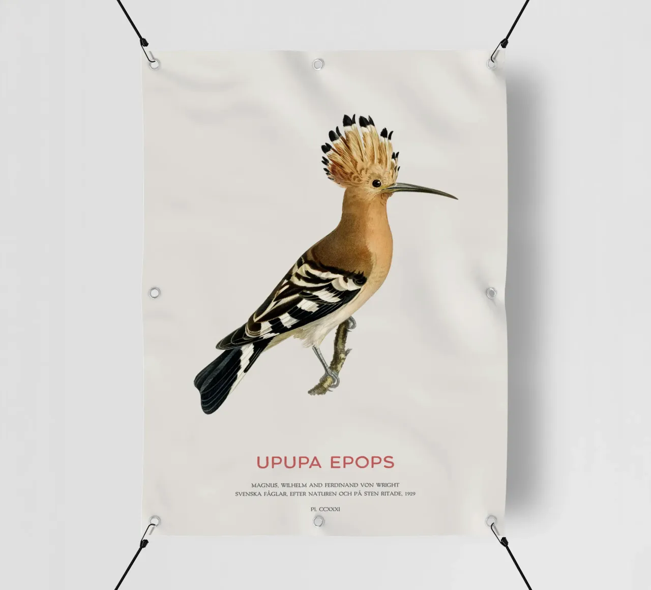Upupa eurasiatica o Upupa epops telo in pvc da Vintagrafica
