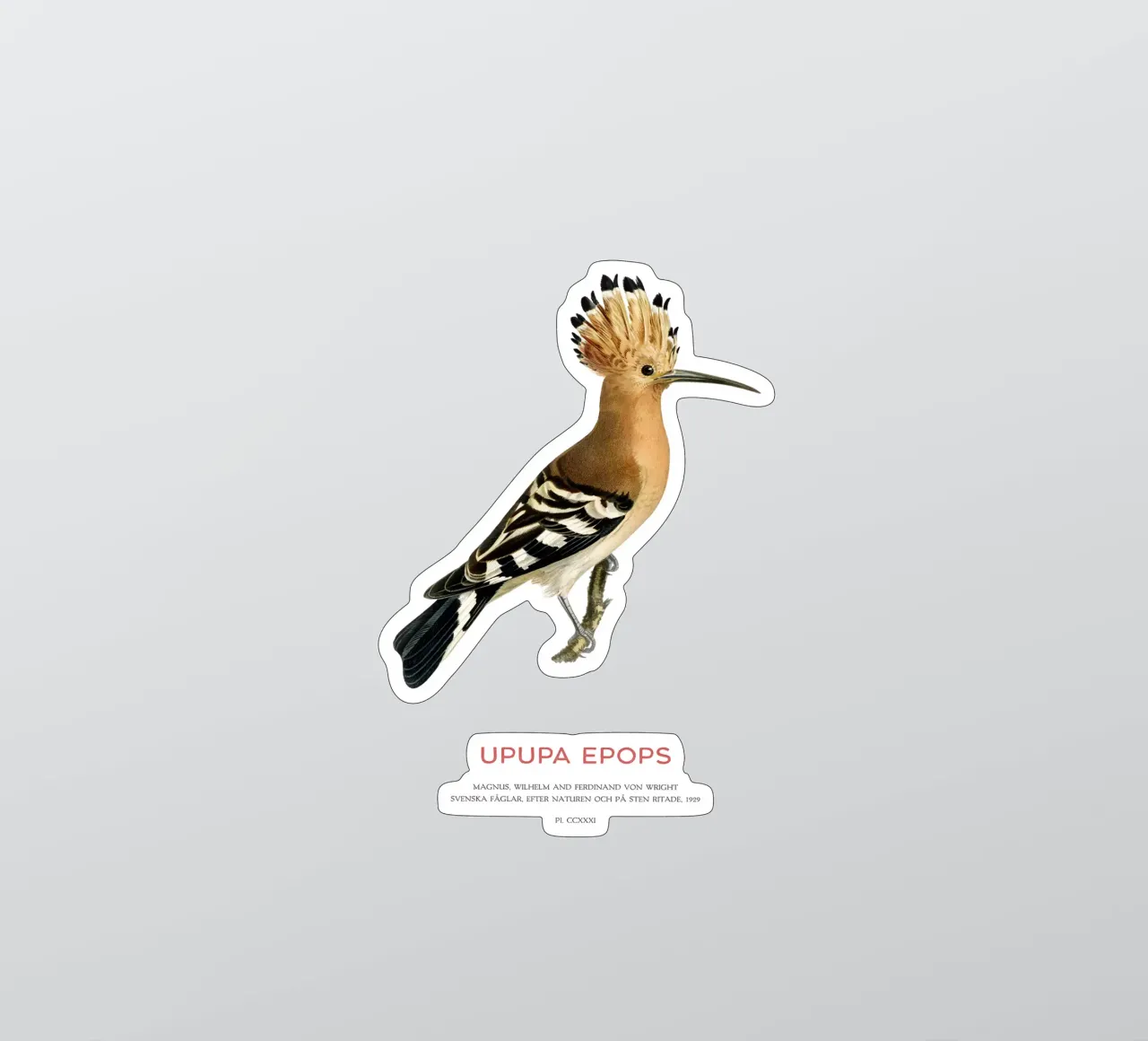 Eurasian hoopoe or Upupa epops sticker by Vintagrafica