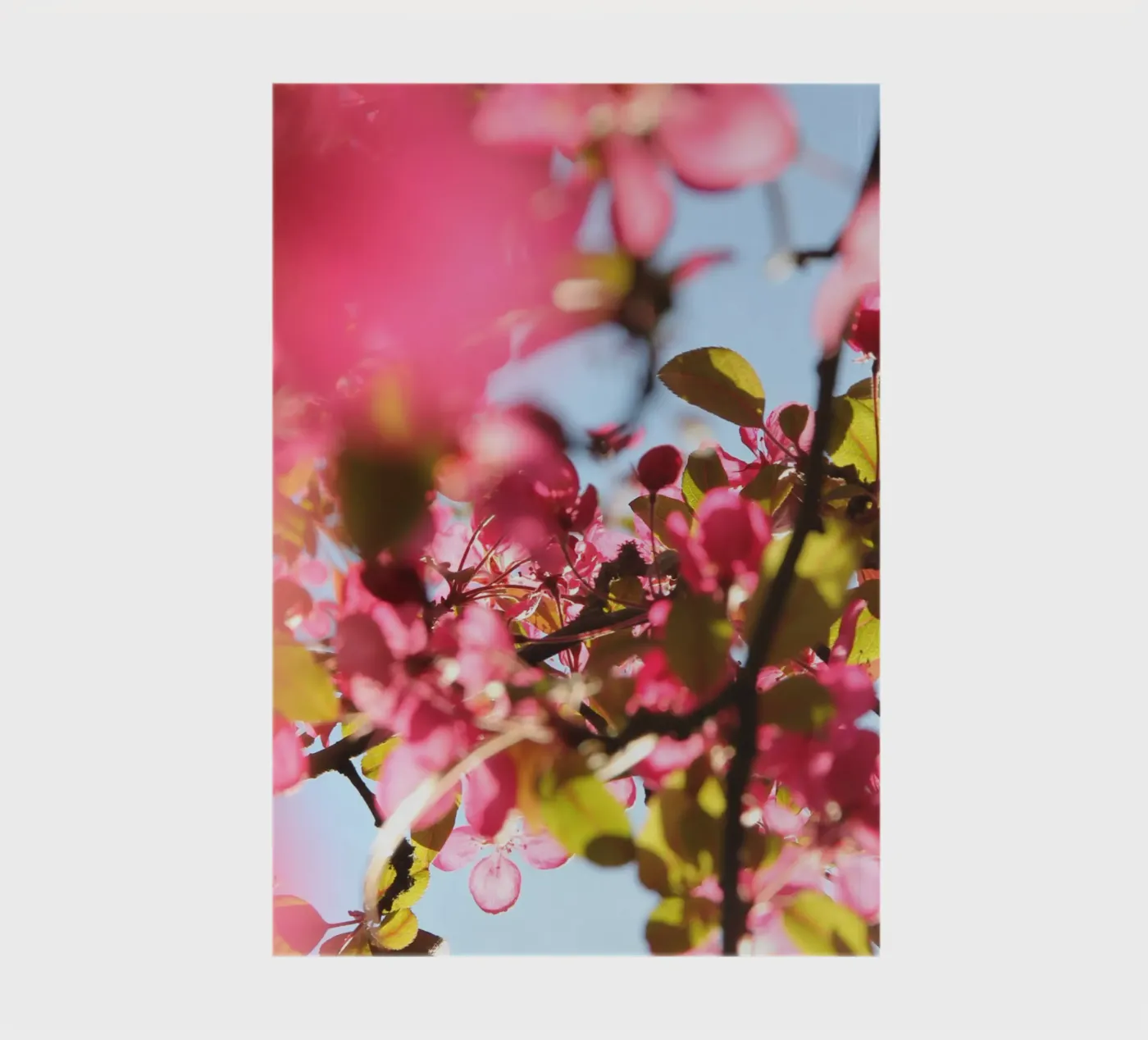 Cherry tree carnet de eyes & tries