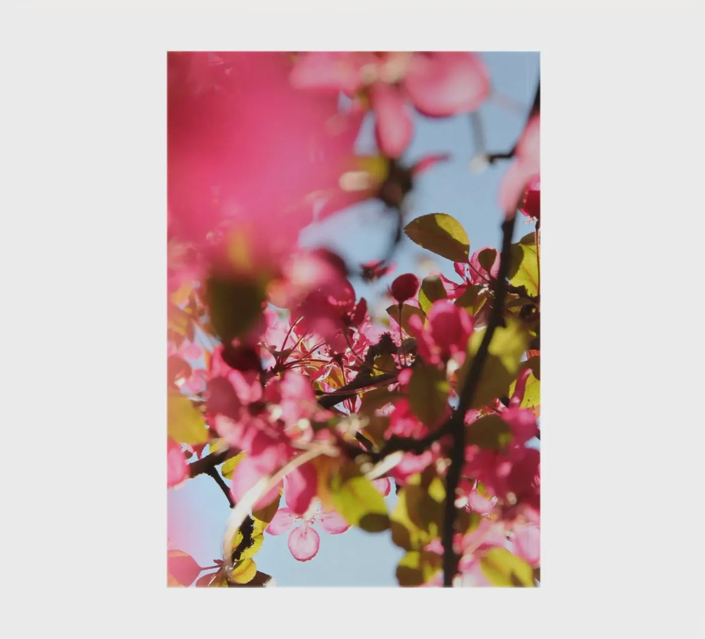 Cherry tree notitieboek van eyes & tries