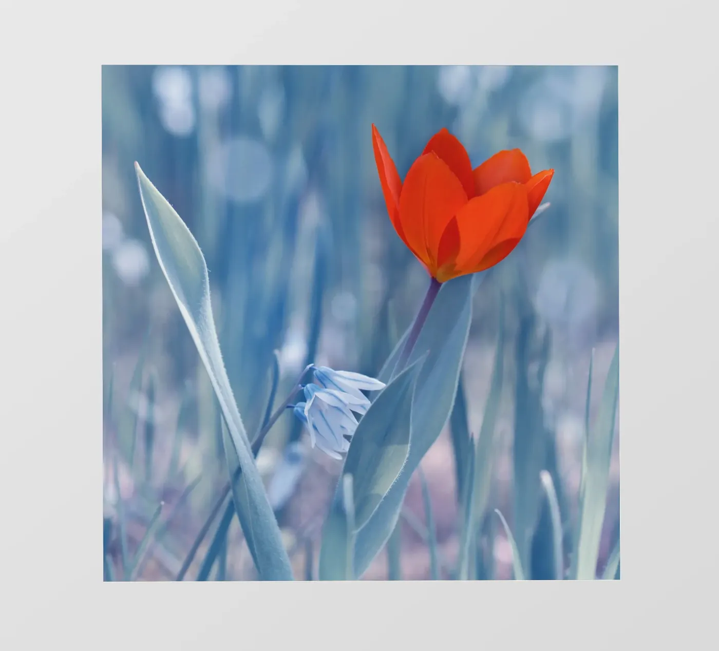 Rode tulp fotobehang van Atteloi Fotografie