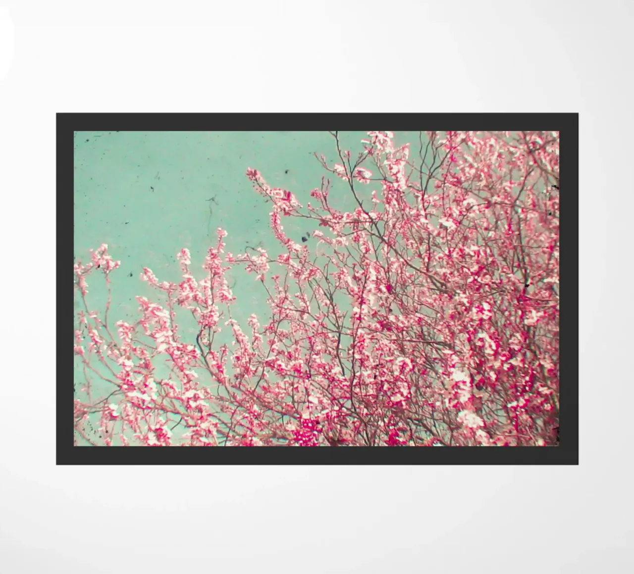 Blossom zerbino da Cassia Beck Photography