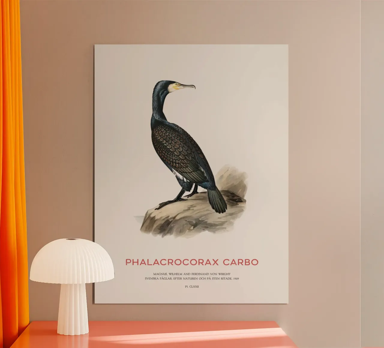 Grand cormoran ou Phalacrocorax carbo poster de Vintagrafica