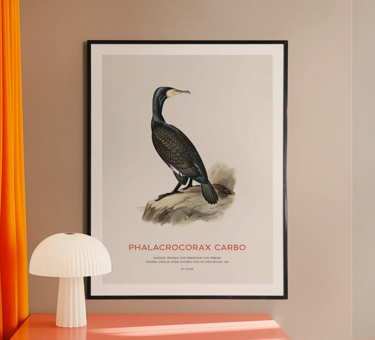 Grand cormoran ou Phalacrocorax carbo poster de Vintagrafica
