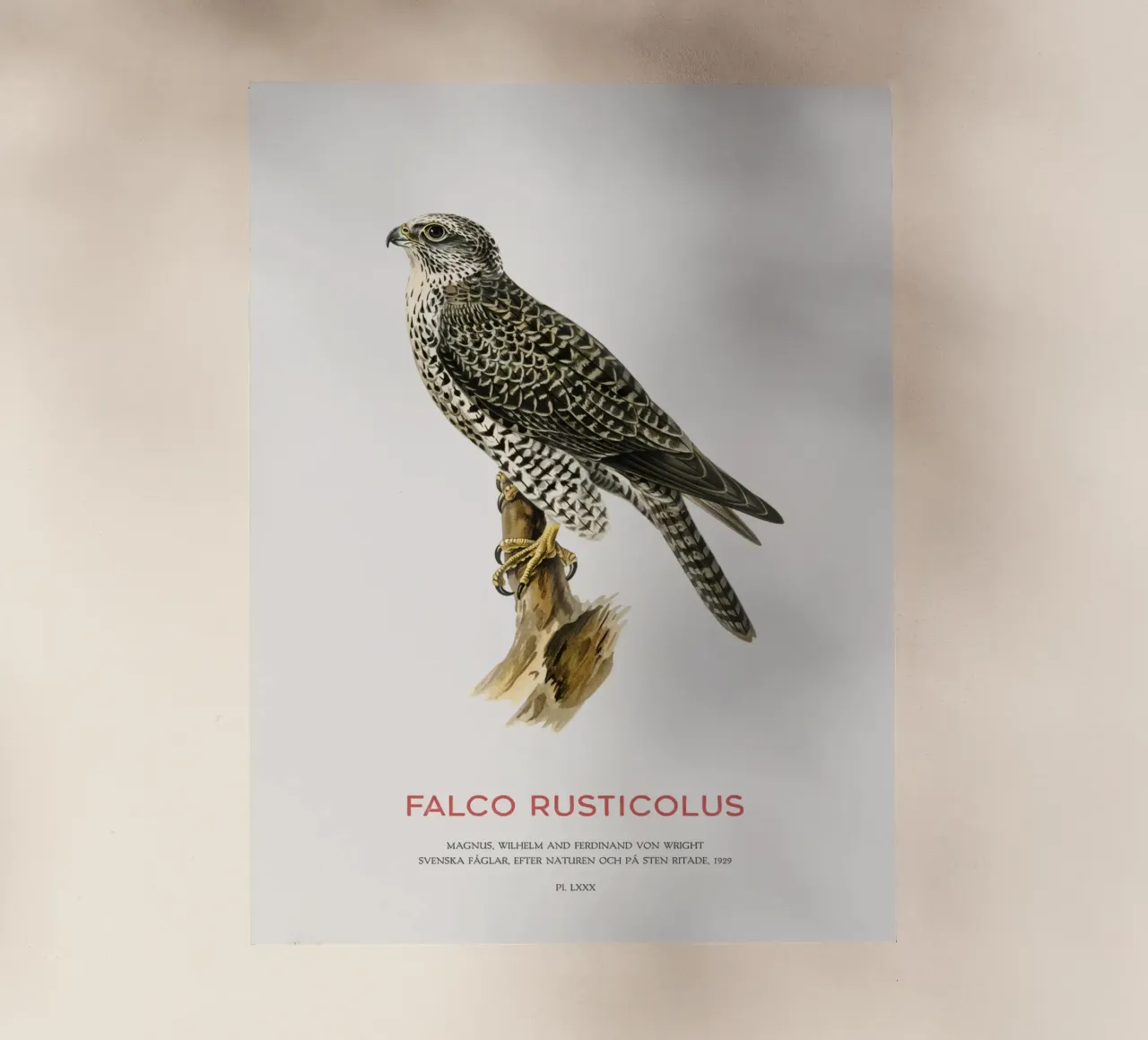 Gyrfalcon or Falco rusticolus pellicola backlit da Vintagrafica