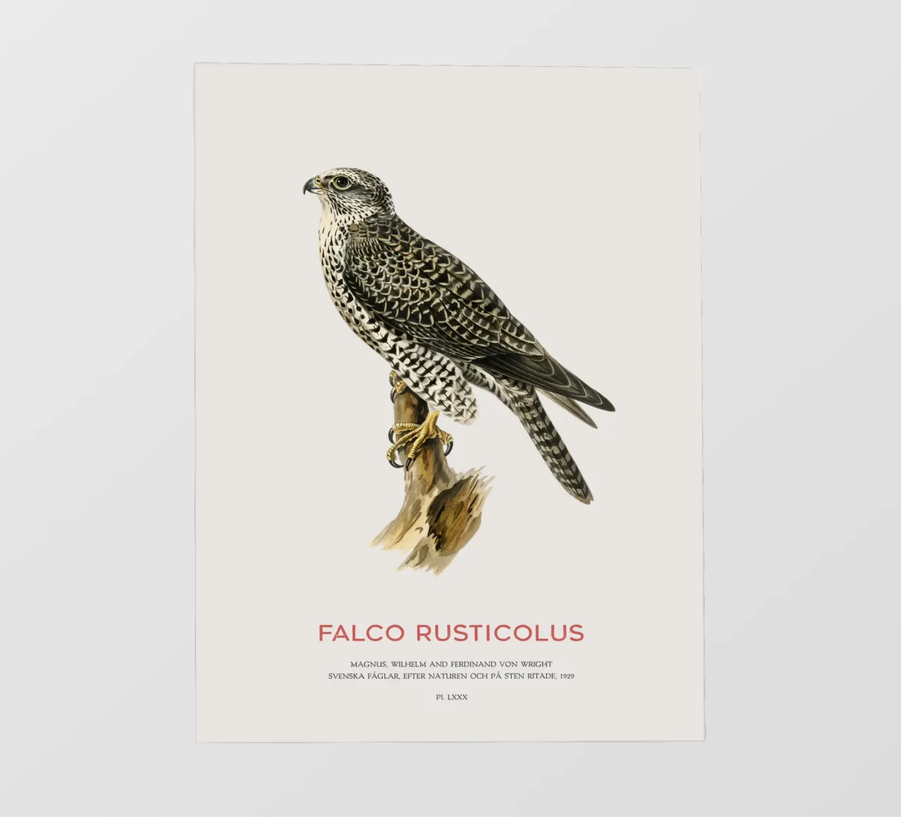 Gyrfalcon or Falco rusticolus telo in pvc da Vintagrafica