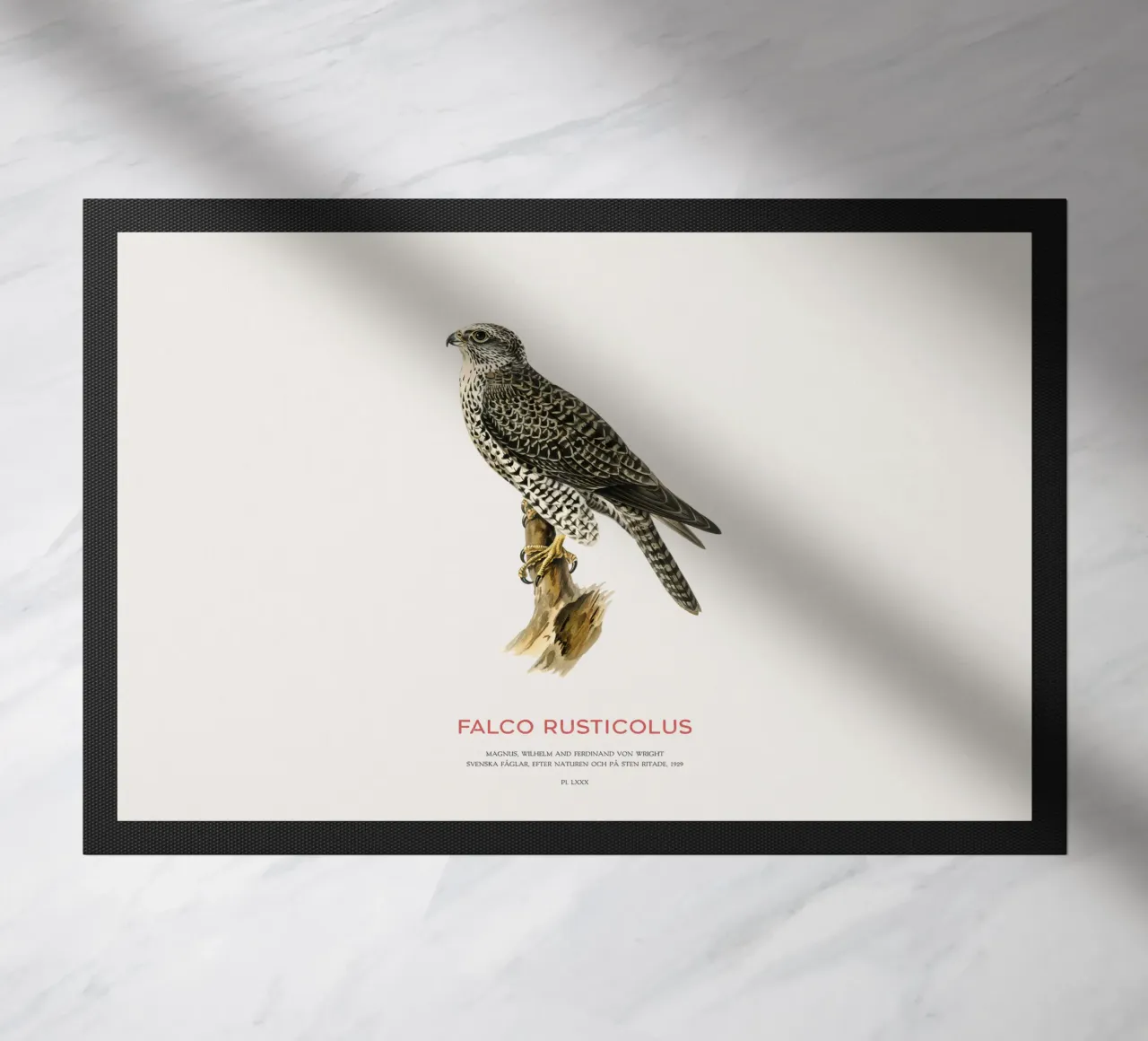 Gyrfalcon or Falco rusticolus zerbino da Vintagrafica