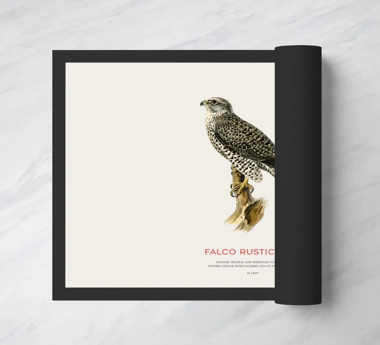 Gyrfalcon or Falco rusticolus zerbino da Vintagrafica