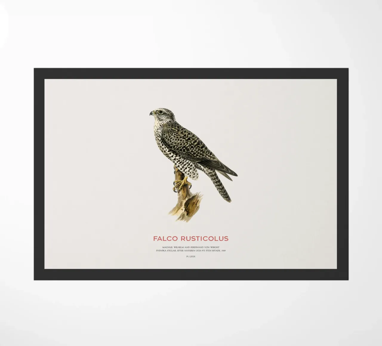 Gyrfalcon or Falco rusticolus zerbino da Vintagrafica