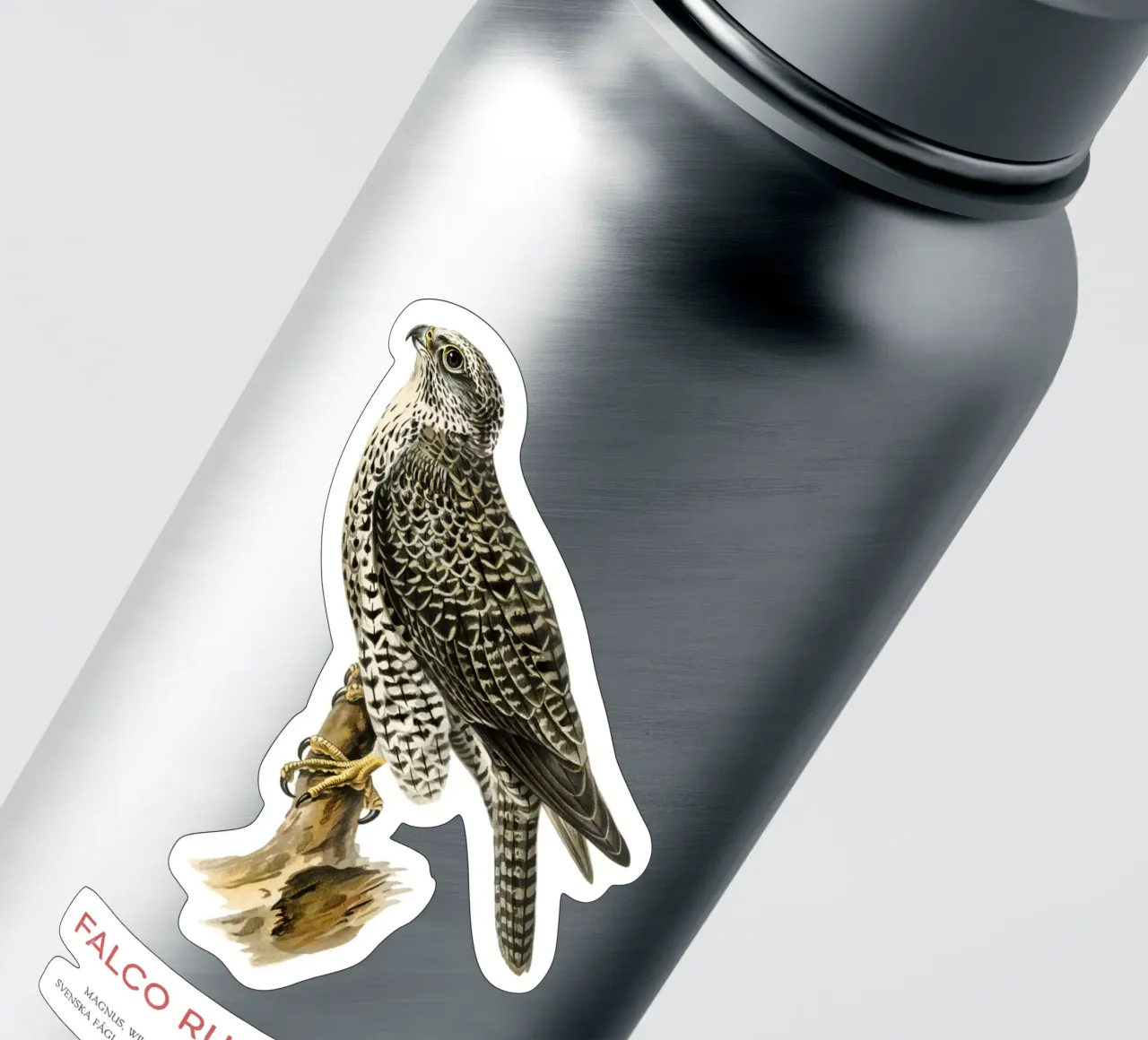 Gyrfalcon or Falco rusticolus adesivo da Vintagrafica