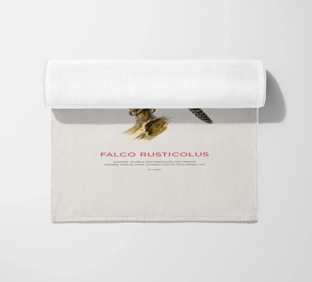 Gyrfalcon or Falco rusticolus telo mare da Vintagrafica