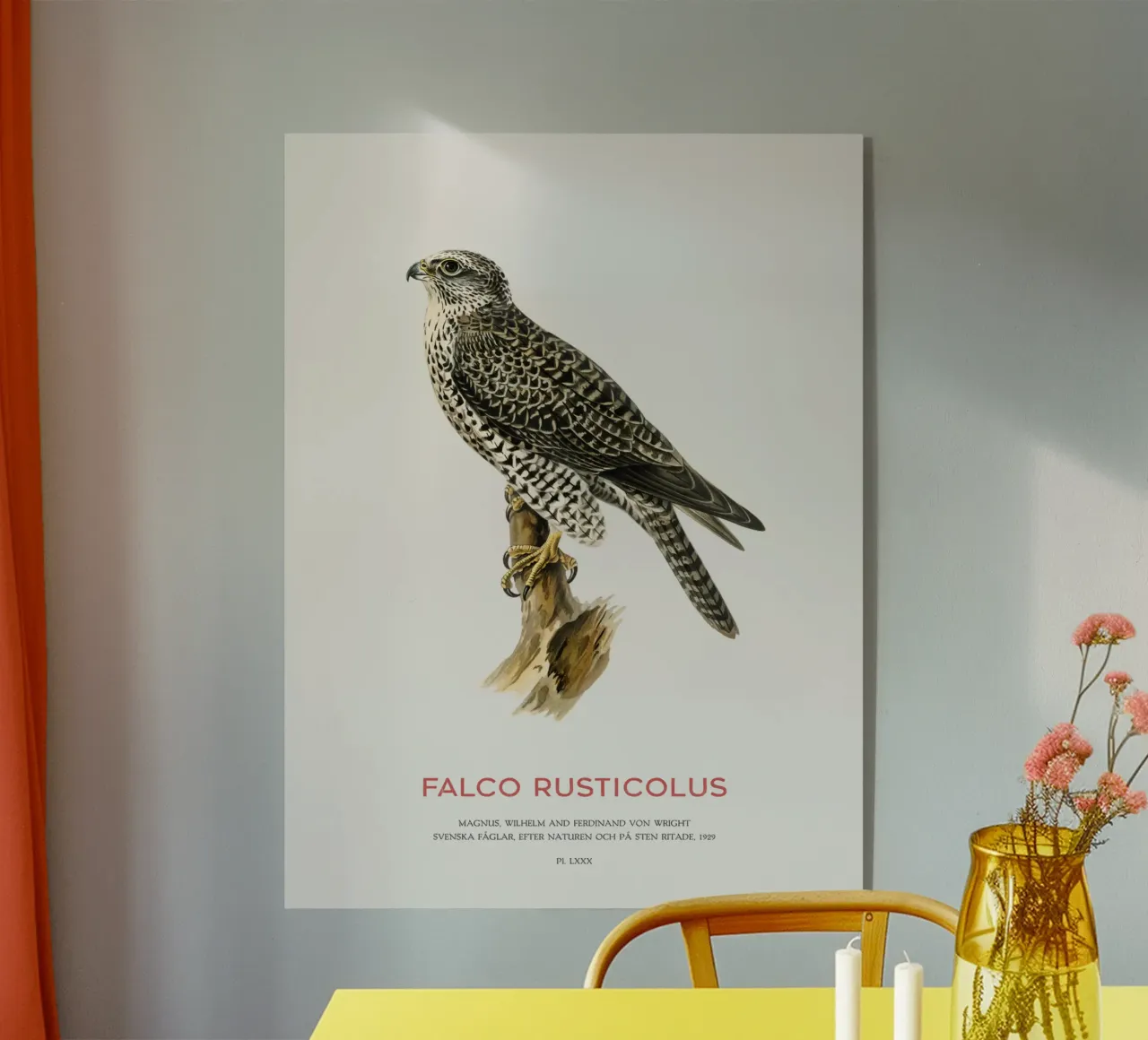 Gyrfalcon or Falco rusticolus plexiglass da Vintagrafica