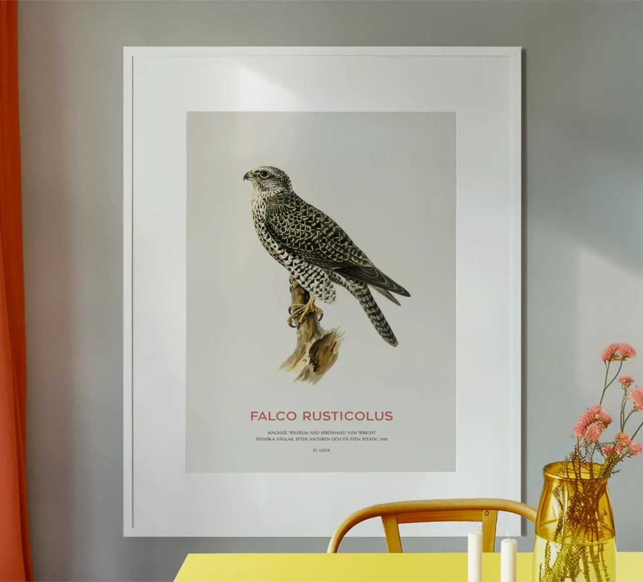 Gyrfalcon or Falco rusticolus carta hahnemühle da Vintagrafica