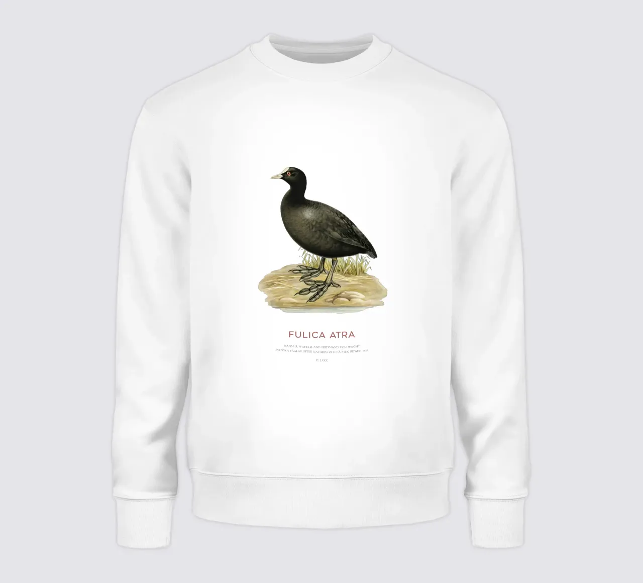 Blässhuhn oder Fulica atra Sweatshirt von Vintagrafica