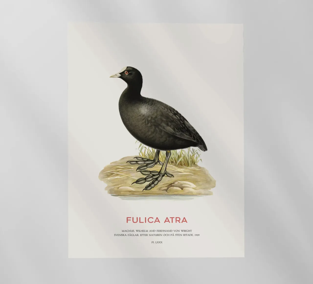Blässhuhn oder Fulica atra Backlit Folie von Vintagrafica