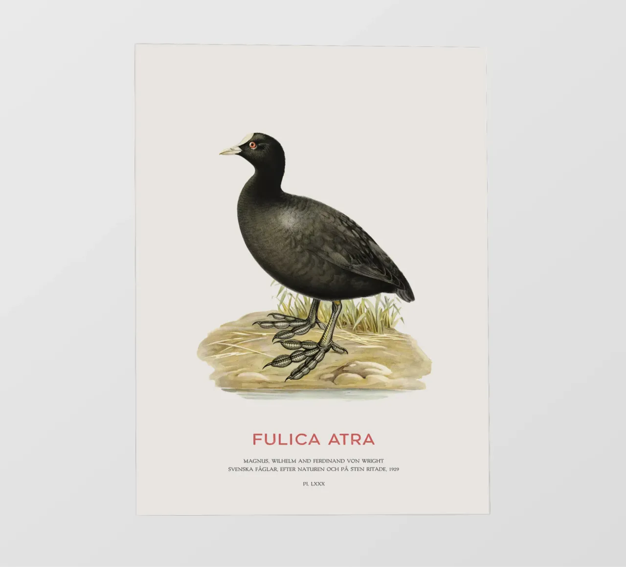 Blässhuhn oder Fulica atra PVC Plane von Vintagrafica