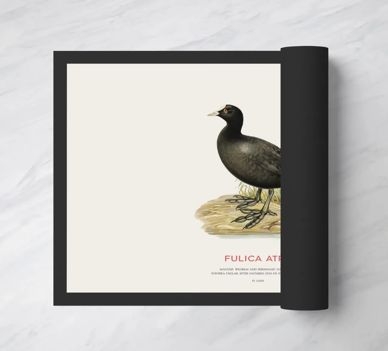 Foulque macroule ou Fulica atra paillasson de Vintagrafica