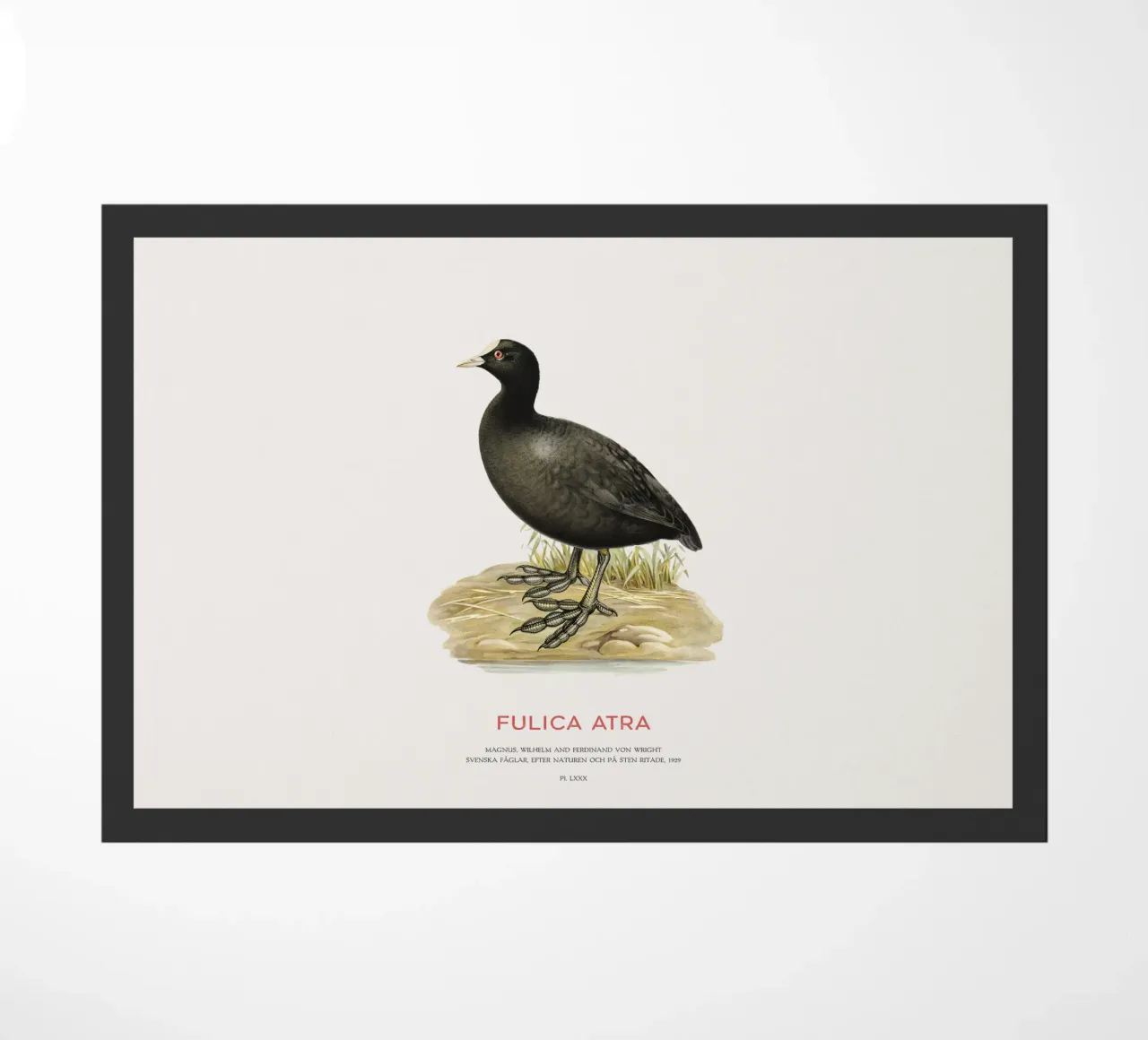 Foulque macroule ou Fulica atra paillasson de Vintagrafica