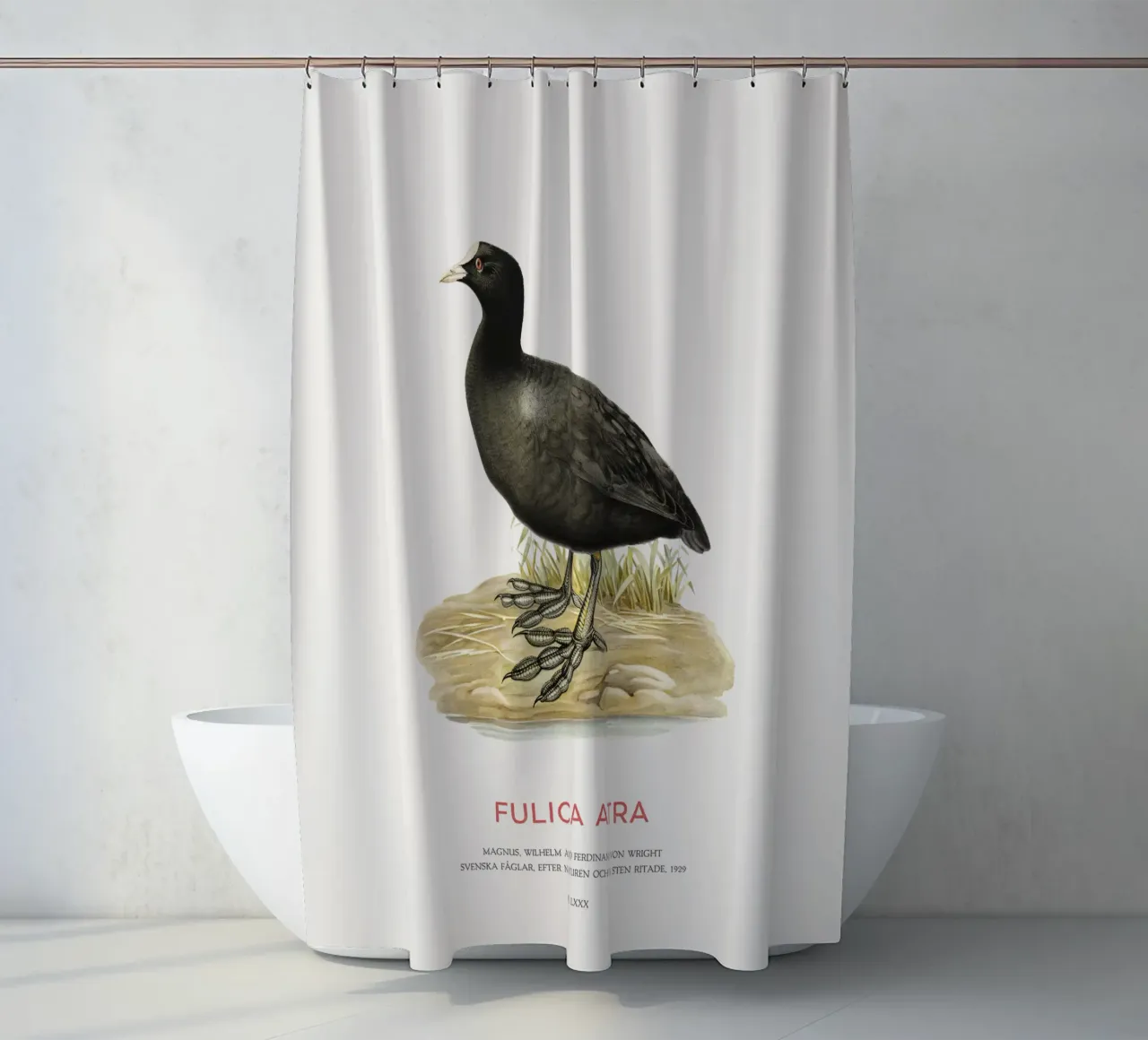 Blässhuhn oder Fulica atra Duschvorhang von Vintagrafica