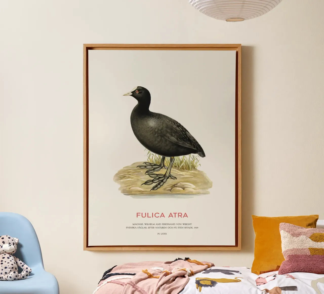 Blässhuhn oder Fulica atra Leinwand mit Schattenfugenrahmen von Vintagrafica