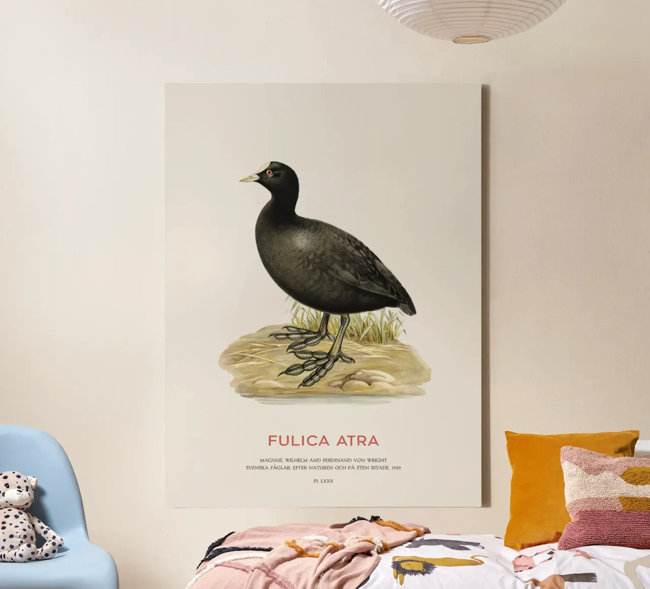 Blässhuhn oder Fulica atra Leinwand mit Schattenfugenrahmen von Vintagrafica