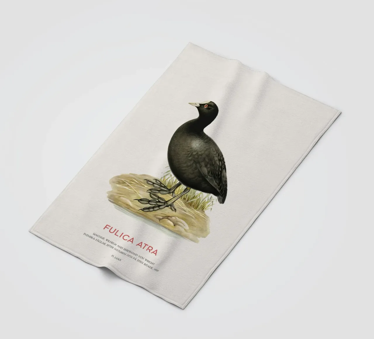 Blässhuhn oder Fulica atra Fleecedecke von Vintagrafica
