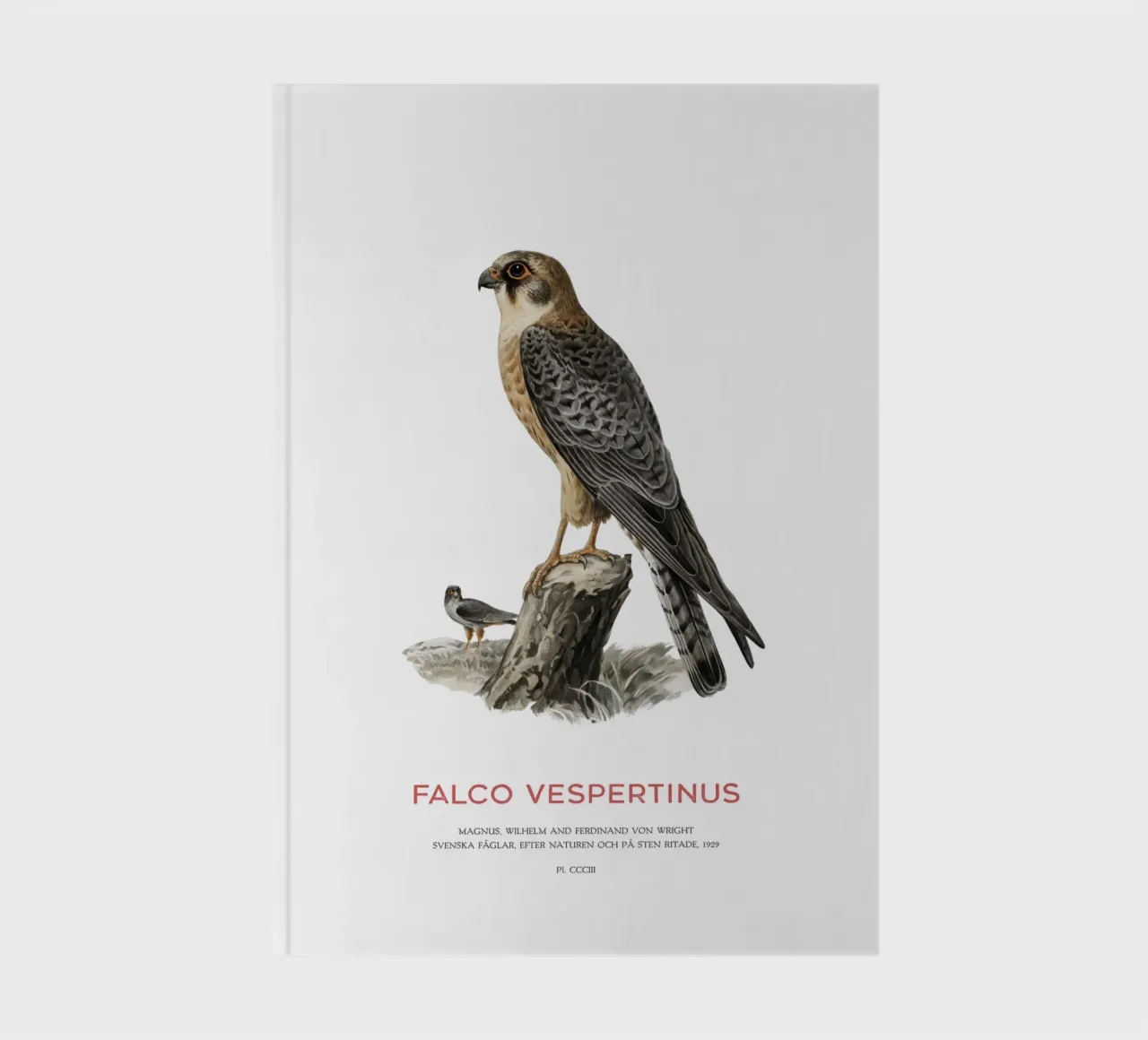 Red-footed falcon or Falco vespertinus notebook by Vintagrafica