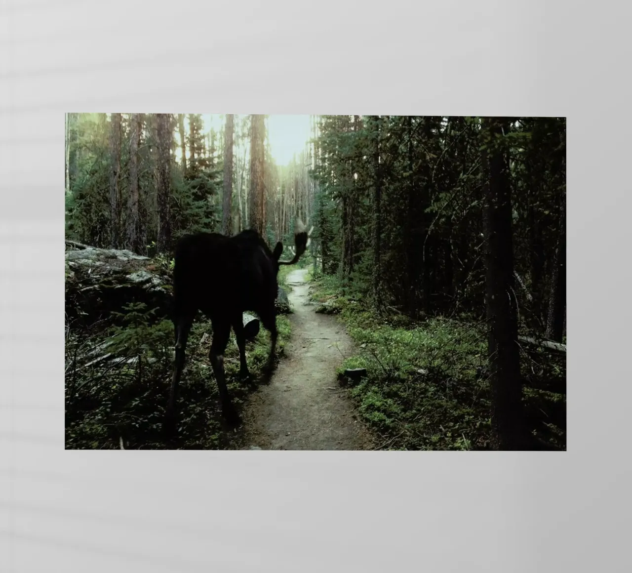 Trail Walking Moose pellicola backlit da Kevin Russ