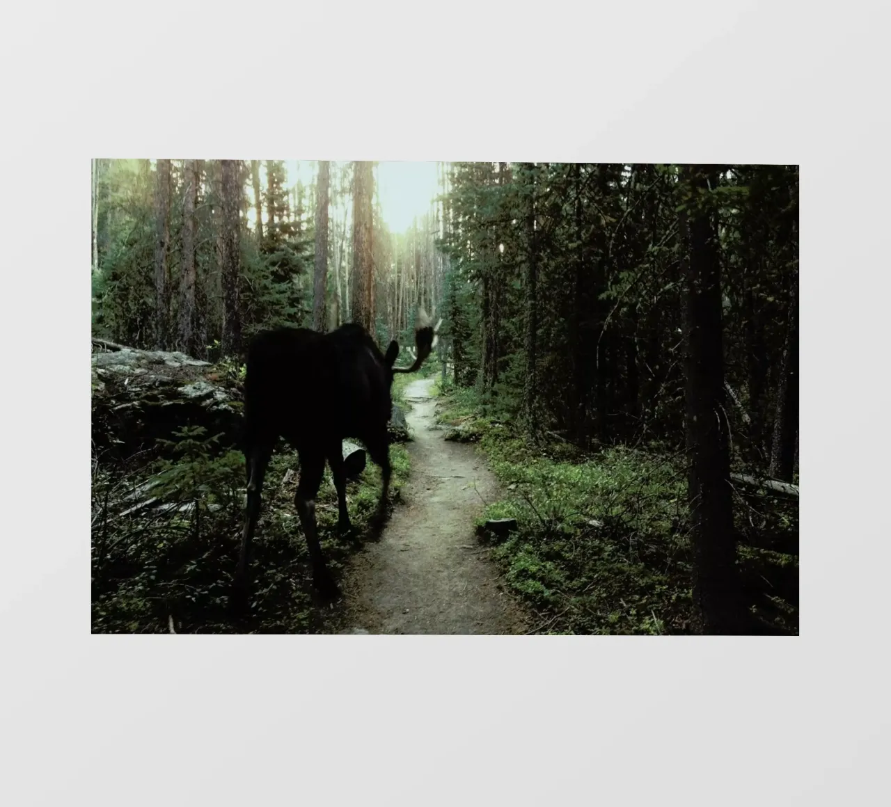 Trail Walking Moose pellicola backlit da Kevin Russ