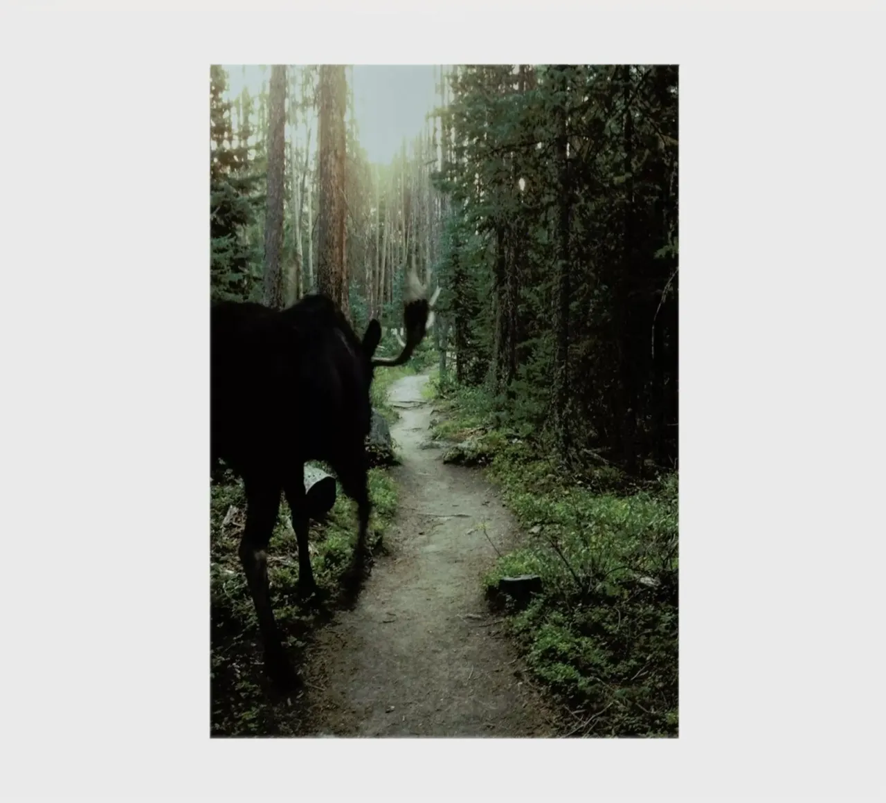 Trail Walking Moose notebook by Kevin Russ