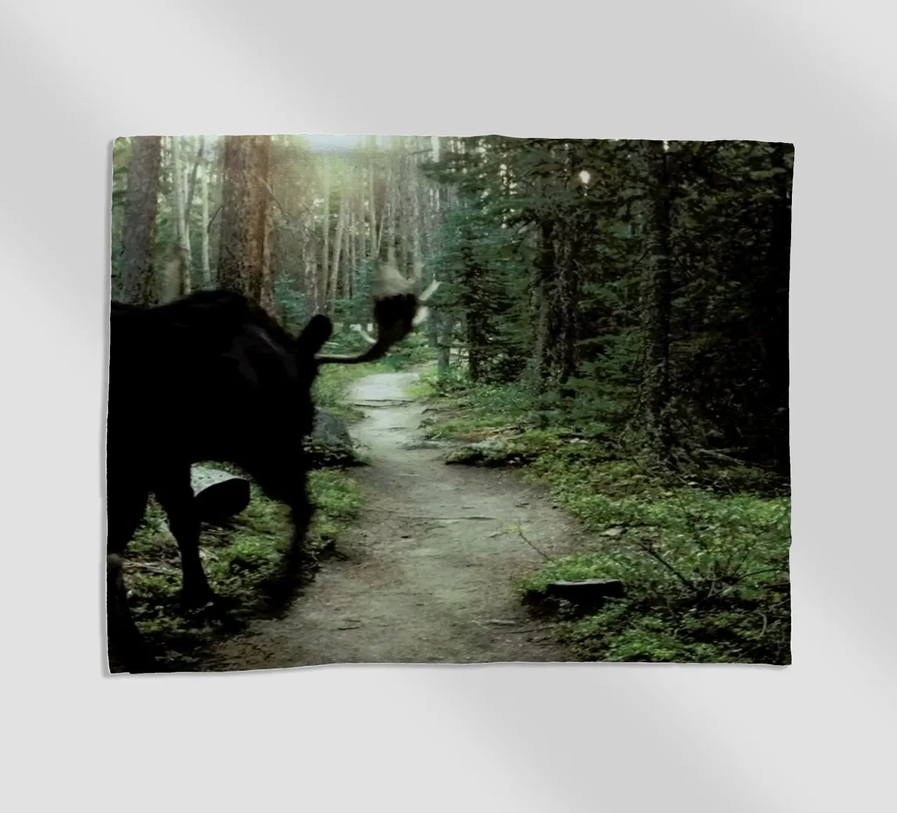 Trail Walking Moose telo mare da Kevin Russ
