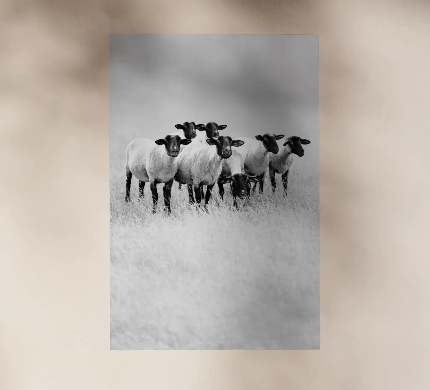 Pecora nera pellicola backlit da Amy & Kurt