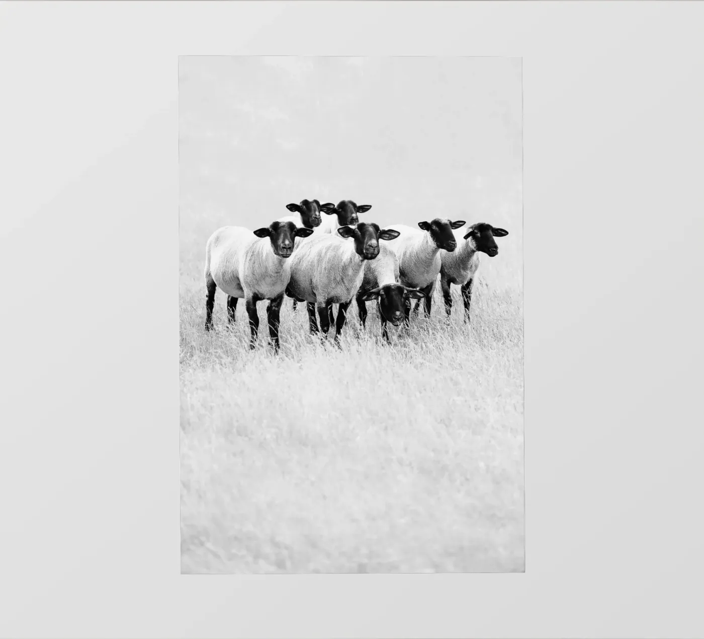 Pecora nera pellicola backlit da Amy & Kurt