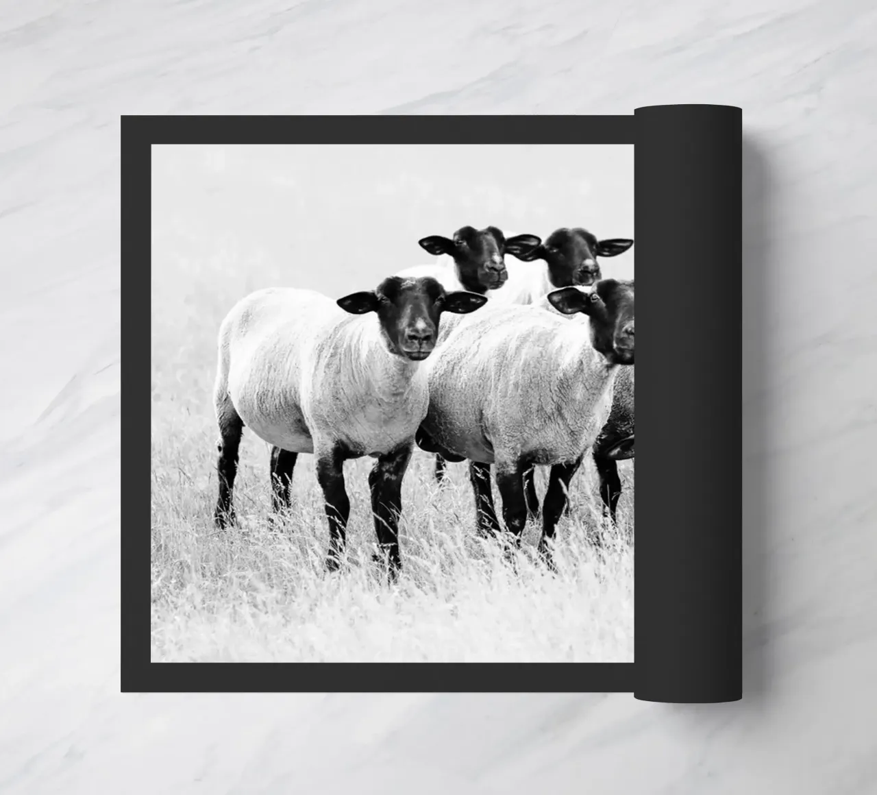 Pecora nera zerbino da Amy & Kurt