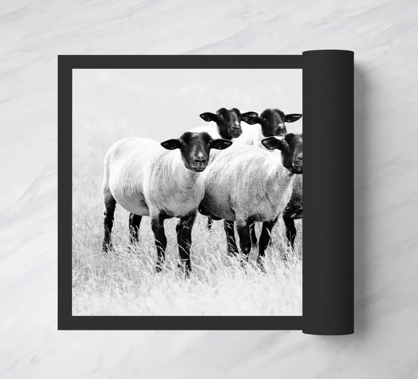 Pecora nera zerbino da Amy & Kurt