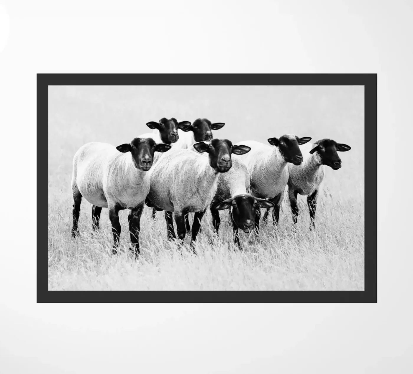 Pecora nera zerbino da Amy & Kurt