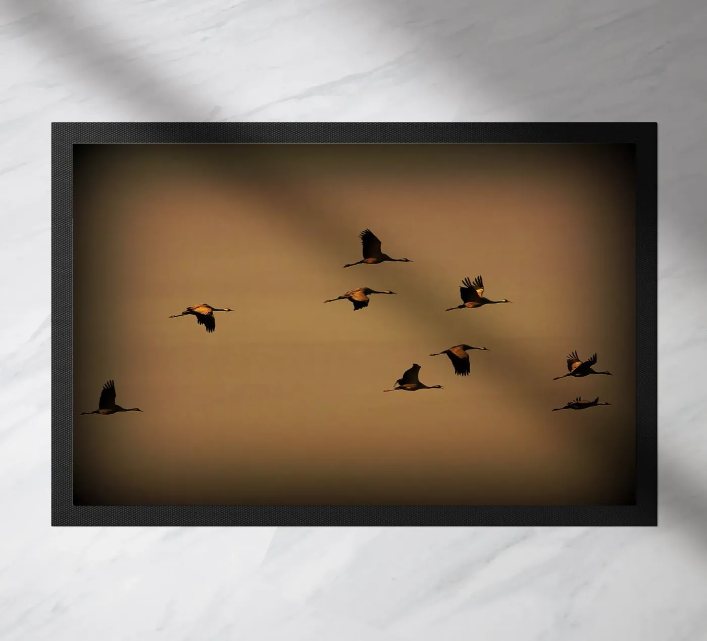 FAA55 zerbino da Thierry vobmann photography