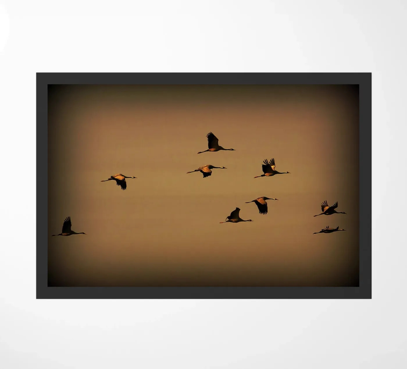 FAA55 zerbino da Thierry vobmann photography