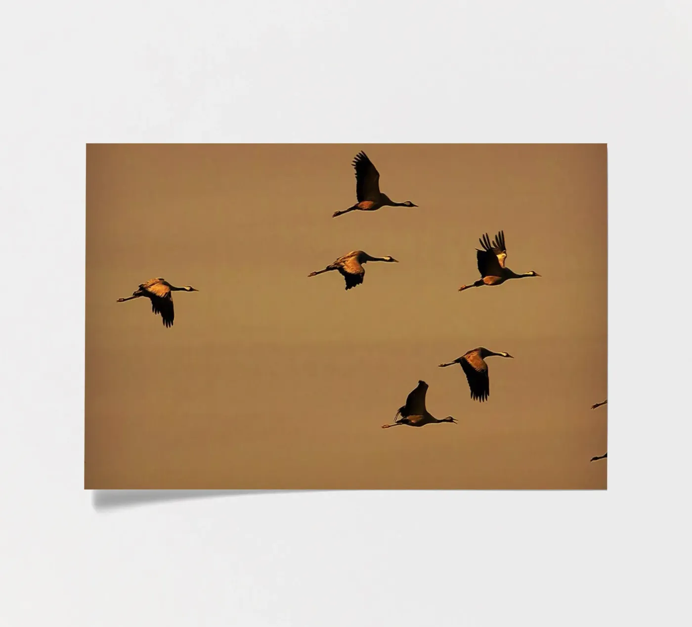 FAA55 sticker sheet by Thierry vobmann photography