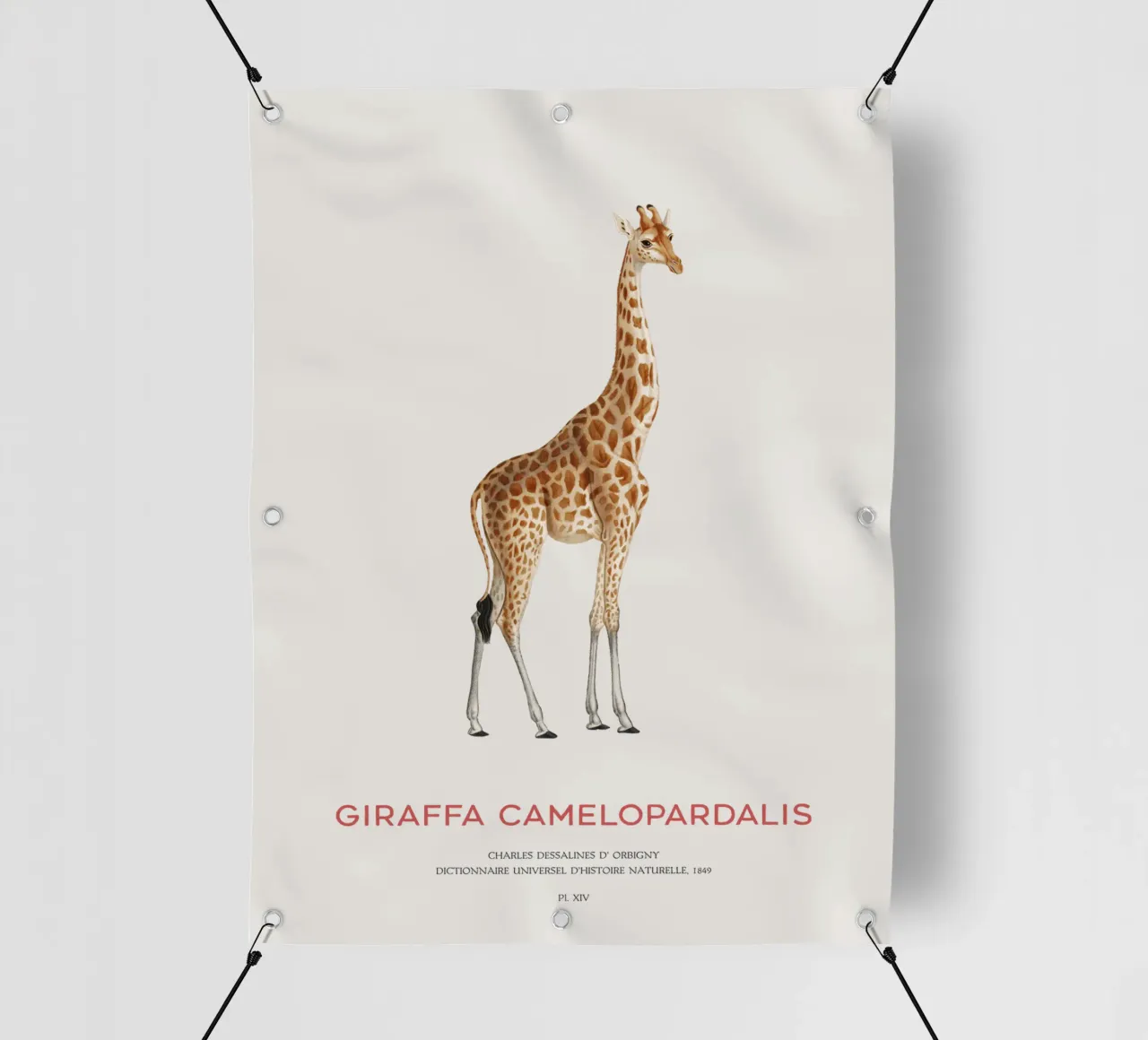 Giraffe or Giraffa Camelopardalis telo in pvc da Vintagrafica