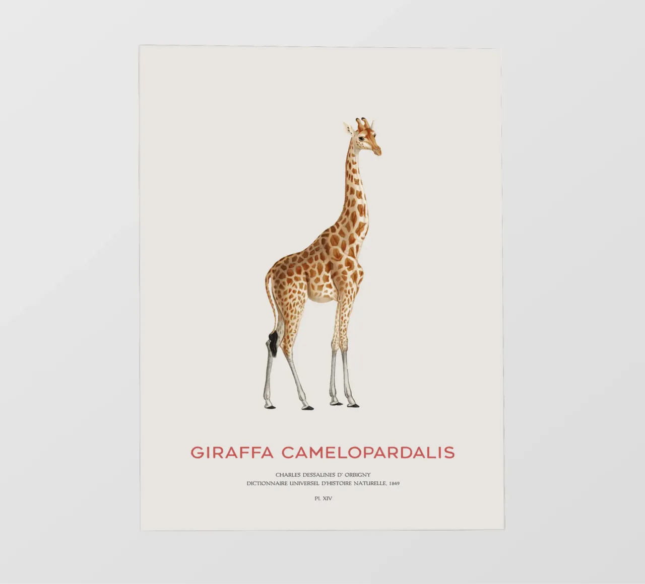 Giraffe or Giraffa Camelopardalis telo in pvc da Vintagrafica