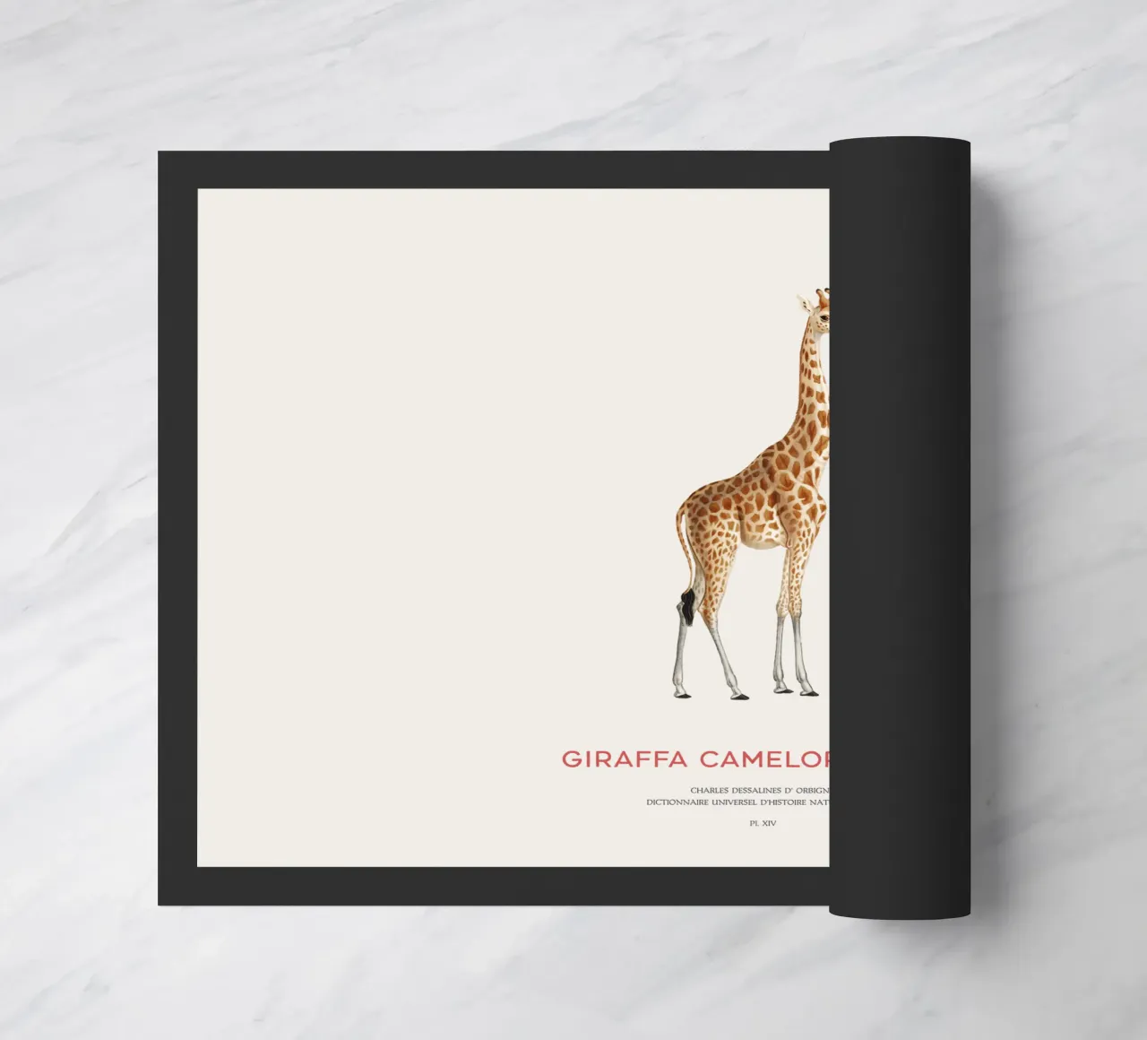 Giraffe or Giraffa Camelopardalis zerbino da Vintagrafica