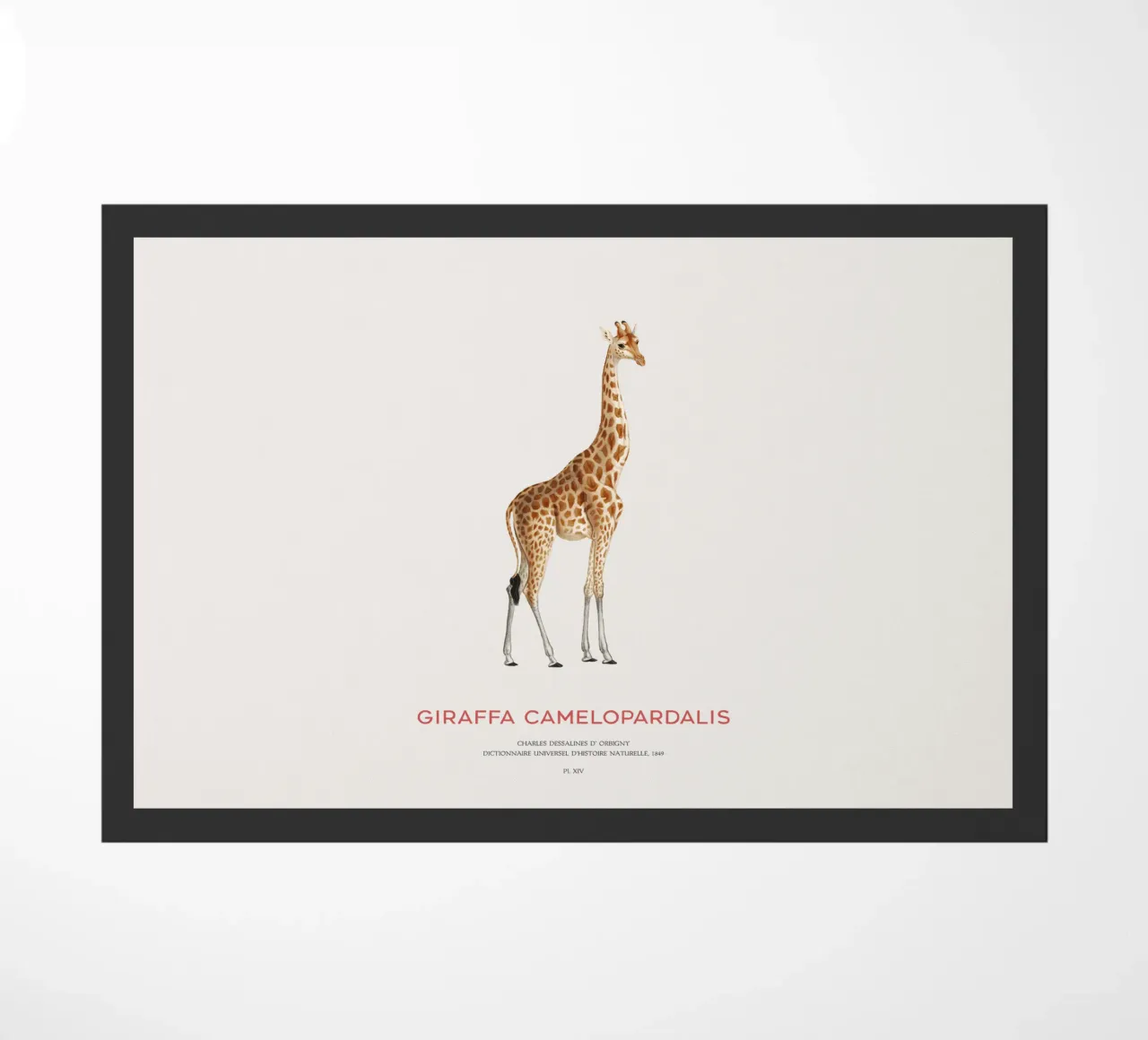 Giraffe or Giraffa Camelopardalis zerbino da Vintagrafica