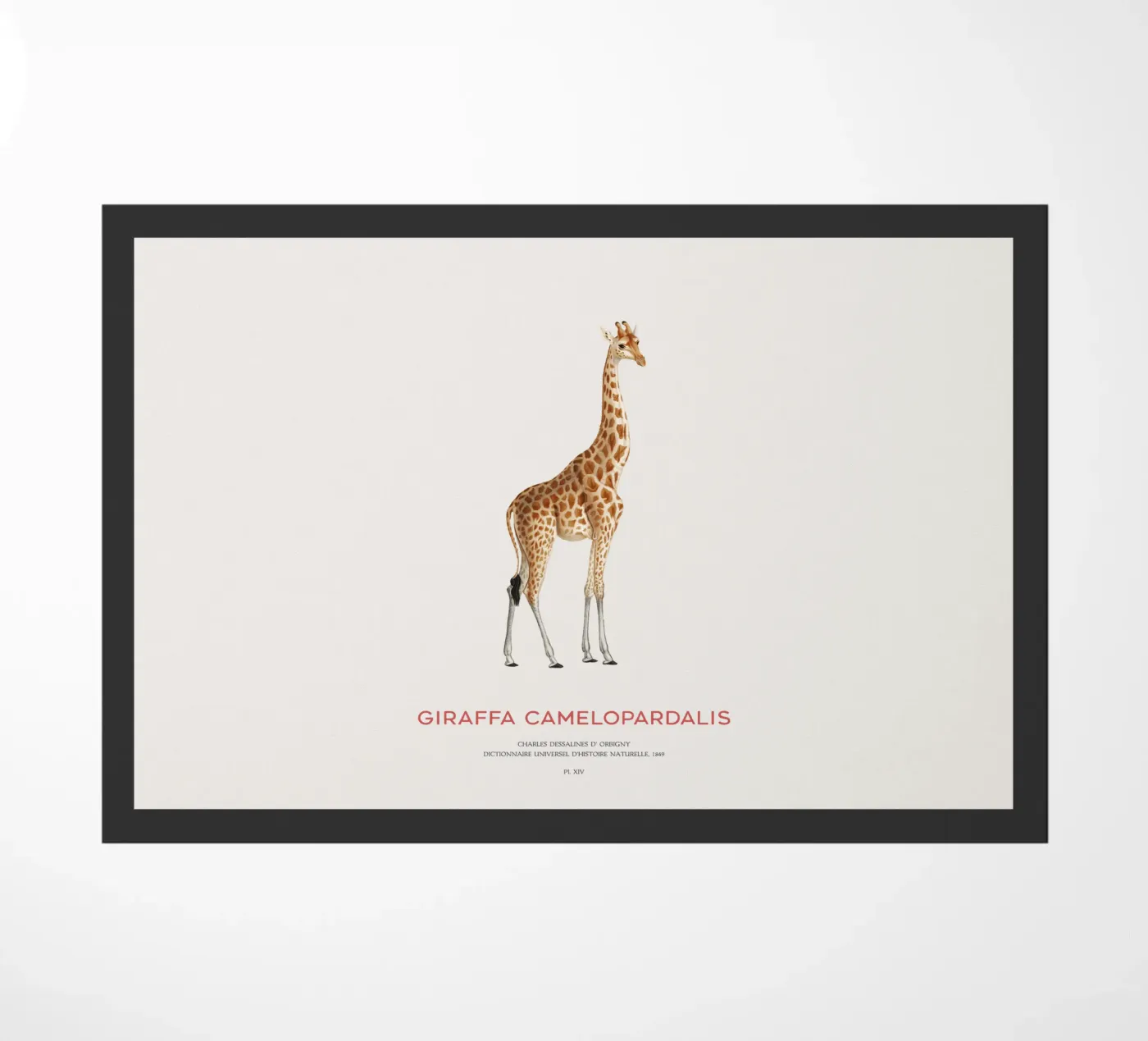Giraffe or Giraffe Camelopardalis Fußmatte von Vintagrafica
